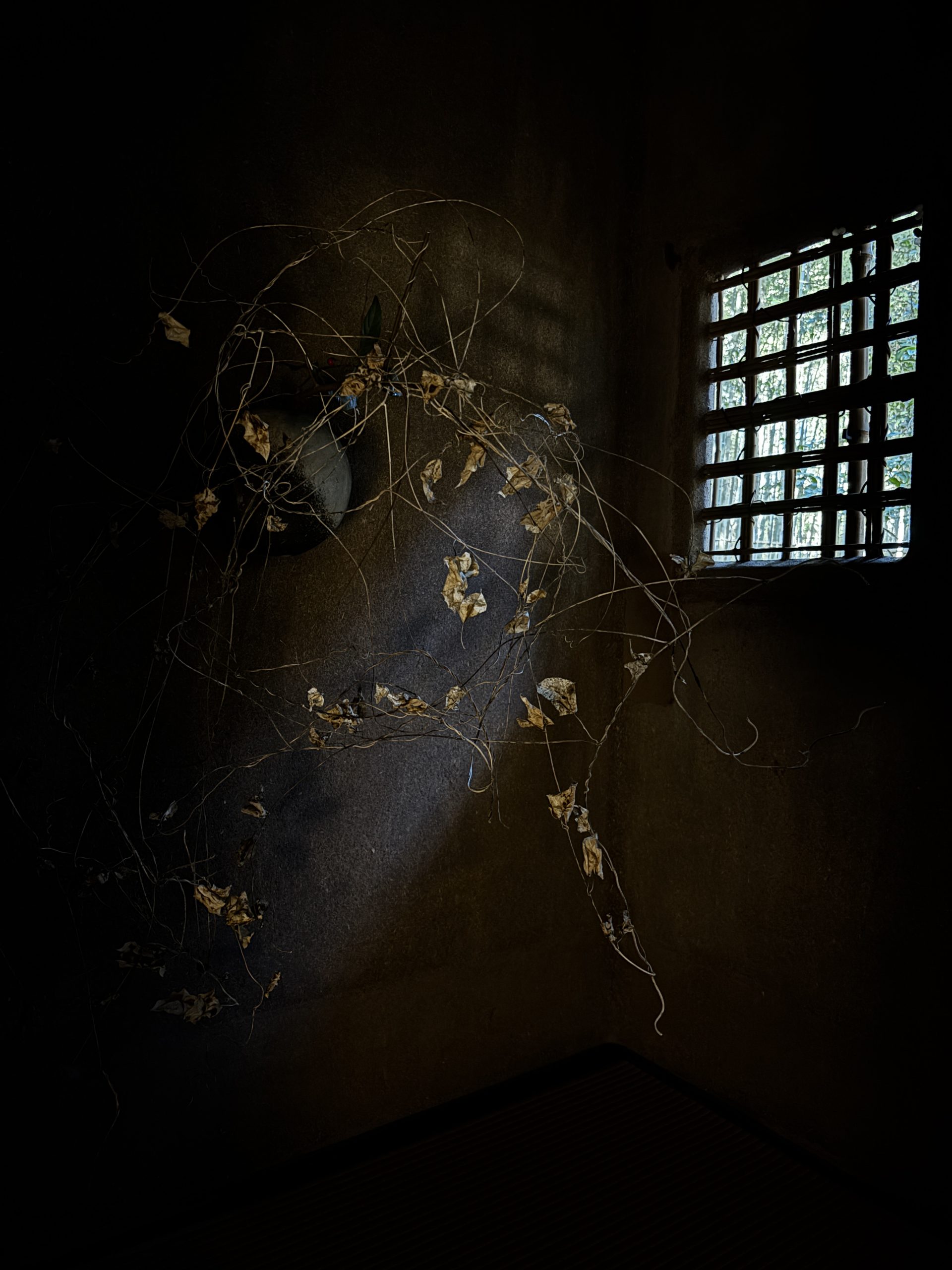 花会 二月 立田自然公園茶室